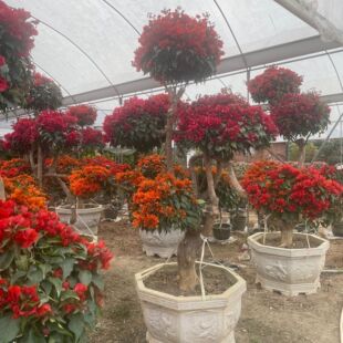 �V�|��ɫ����÷�辰���l ���������ն��N�ļ��t����ϷNֲ