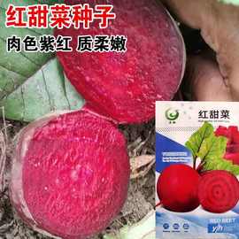 红甜菜根种子紫菜头春秋播种甜菜种子农家老品种含糖量高蔬菜