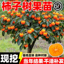 柿子树果苗庭院果树特大阳丰脆甜耐寒南北种植盆栽矮化火晶嫁接苗