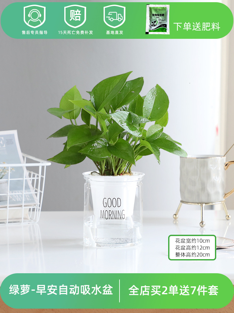 【포토스】굿모닝 분지