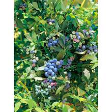 {ݮ{ݮԵԹ玧ϱNֲ۾Gʯ