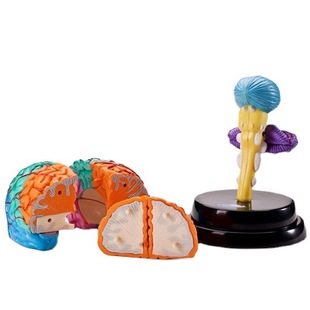 Wholesale Yigao science toys large human organ model split brain assembled cognitive model one-piece delivery