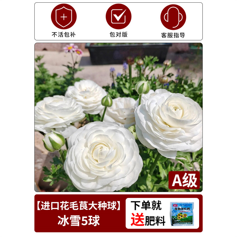 【anemone bulb】ice snow - 1 bulb
