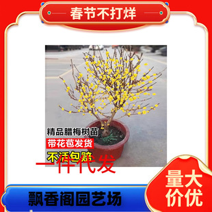 һ�����l�D÷��������������D÷�����Ϙ��辰����ͥԺ�҃���t÷