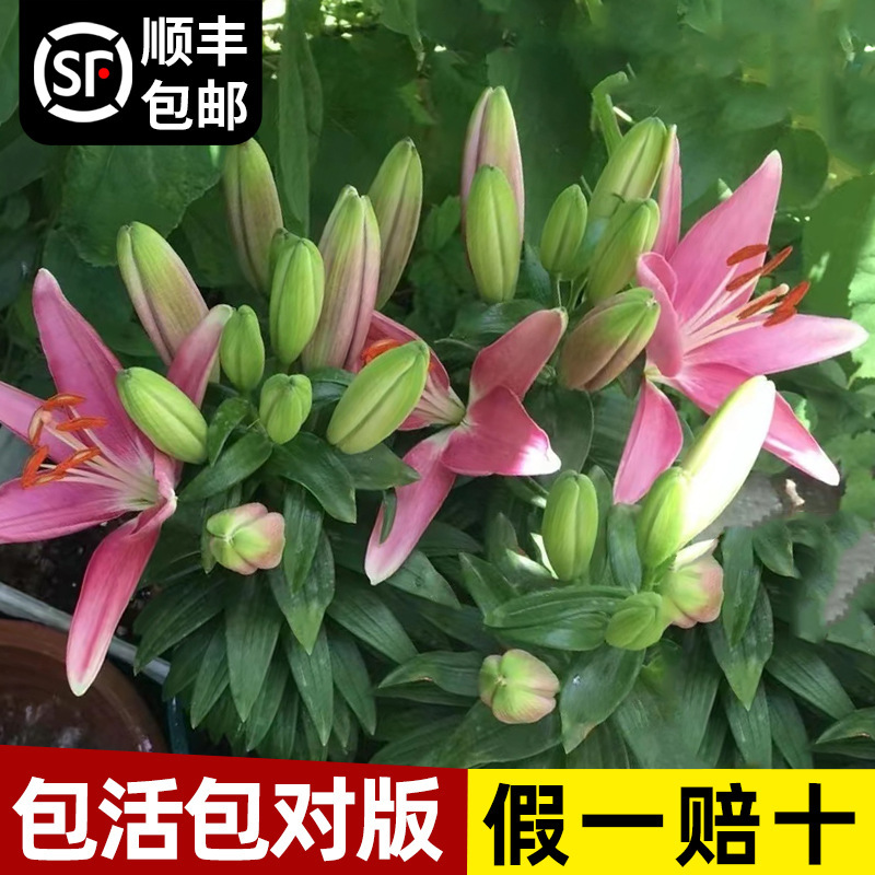 香水百合种球盆栽进口重瓣百合种球室内四季开花绿植花卉种球批发