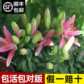 香水百合种球盆栽进口重瓣百合种球室内四季开花绿植花卉种球批发