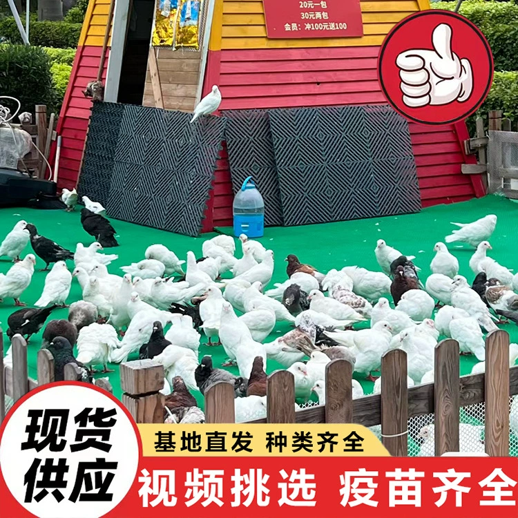 Разведение голубей: белые и серые королевские голуби, живое мясо голубей оптом для площадей и пейзажных зон