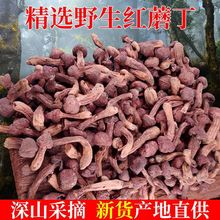 紅蘑丁松樹傘肉蘑東北特產遼朝陽寧精品蘑菇自然晾曬干貨新貨