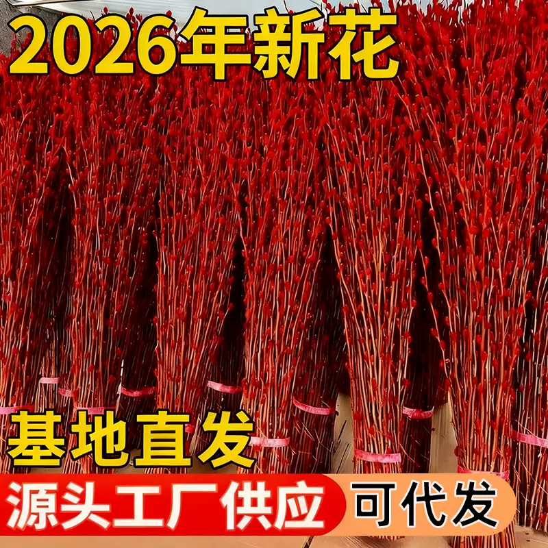 招财银柳鲜枝春节年宵花卉可水培植物干花红色客厅装饰绿植过新年