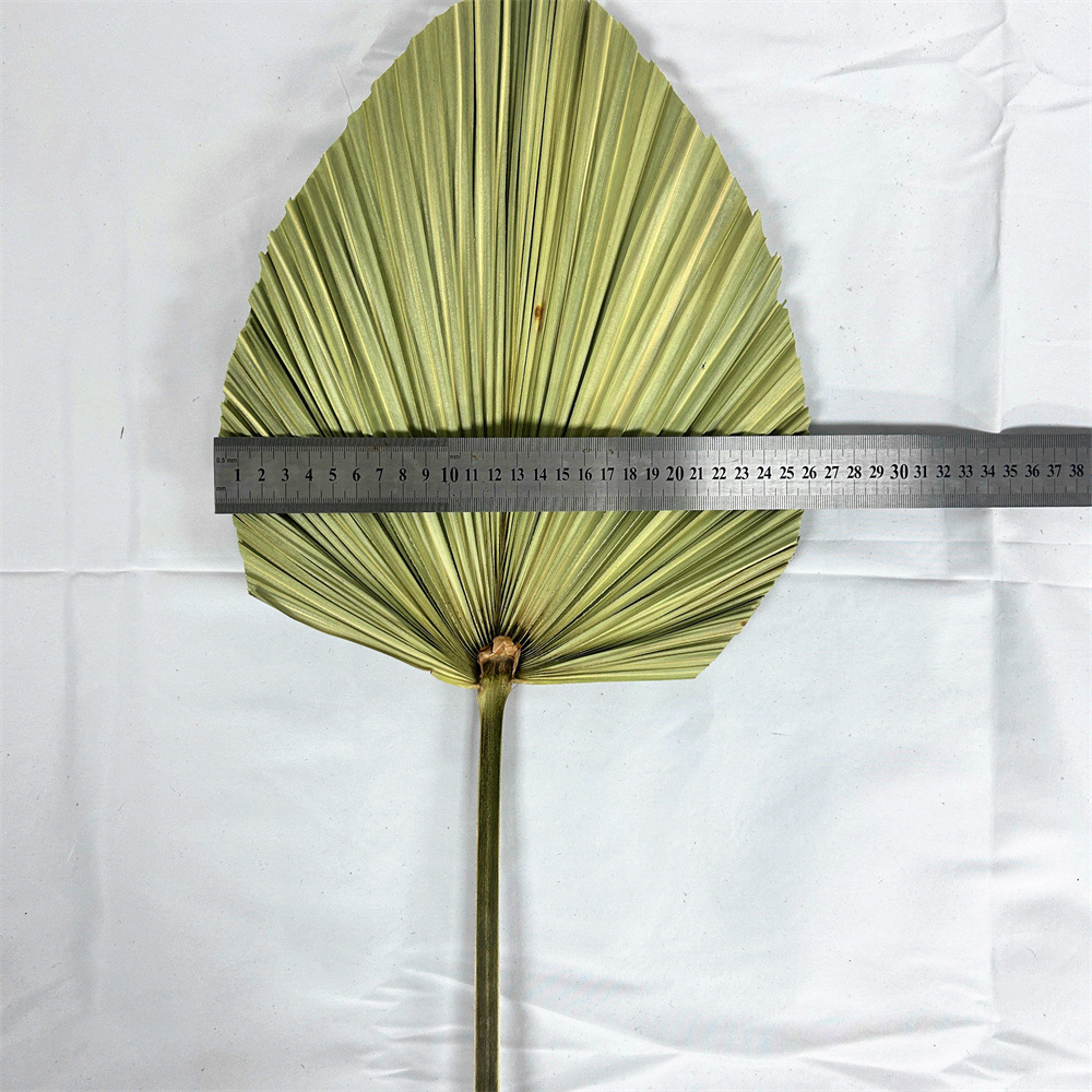 Fuente de la fábrica flor seca hoja de cola hoja de palma color primario planta girasol hoja ventilador decoración suave decoración de la boda centro comercial adornos