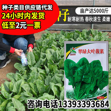 常丰翠绿大叶菠菜种子速生墨绿菠菜种籽厂家批发尖圆叶三季可播种