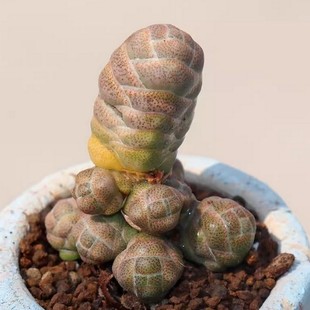 Yuchun Yuchun Multi-Headed Large Succulent Plant Quingsuo Dragon Mini Super Cute Potted Flower Meat