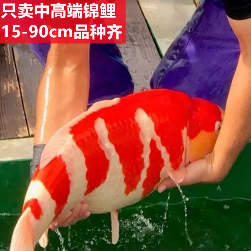 进口日本纯种锦鲤活鱼大型红白昭和大正三色淡水鱼风水观赏鱼