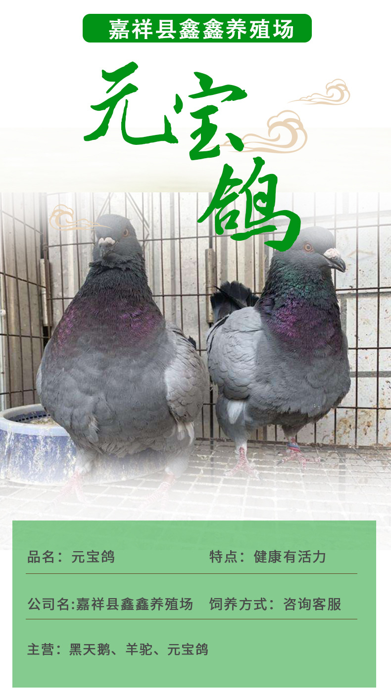元宝鸽详情页-_01.jpg