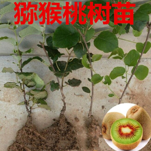 �޽ӫJ������t������ܛ���J���Ҙ�����Ԯ���Y���ϱ����NֲͥԺ