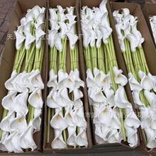 PU马蹄莲仿真花婚庆摄影假花手感家居客厅装饰娟花跨境外贸手捧花