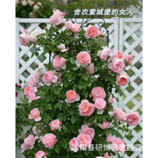 �����¼��Nޱ����󻨝���ͥԺ�ٱ�����ֲ���̨����õ�������ļ�