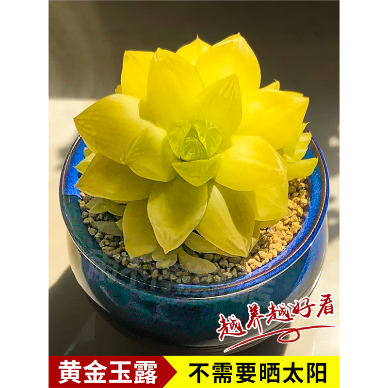 황금옥이슬 4-6cm2 화분 [원래 화분 흙과 함께 배송]