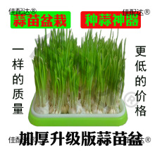 水培养栽蒜苗盆栽容器种蒜大蒜葱的盆蒜黄器皿发芽种植盘盆盒