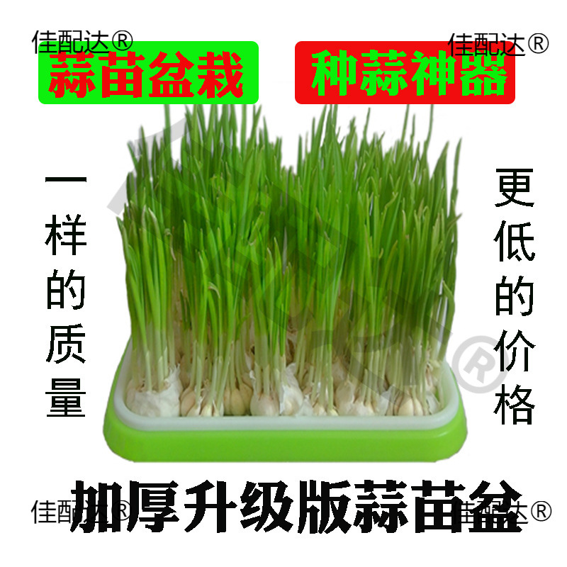 水培养栽蒜苗盆栽容器种蒜大蒜葱的盆蒜黄器皿发芽种植盘盆盒