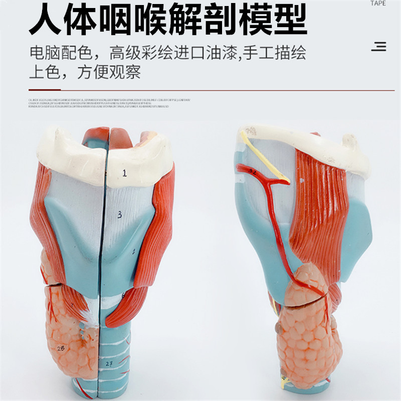 2倍放大 喉部模型 喉解剖 人体喉解剖模型 喉部医学解剖模型-阿里巴巴