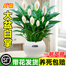 大盆白掌一帆风顺盆栽带花水培植物办公室内吸甲醛绿植好养活花卉