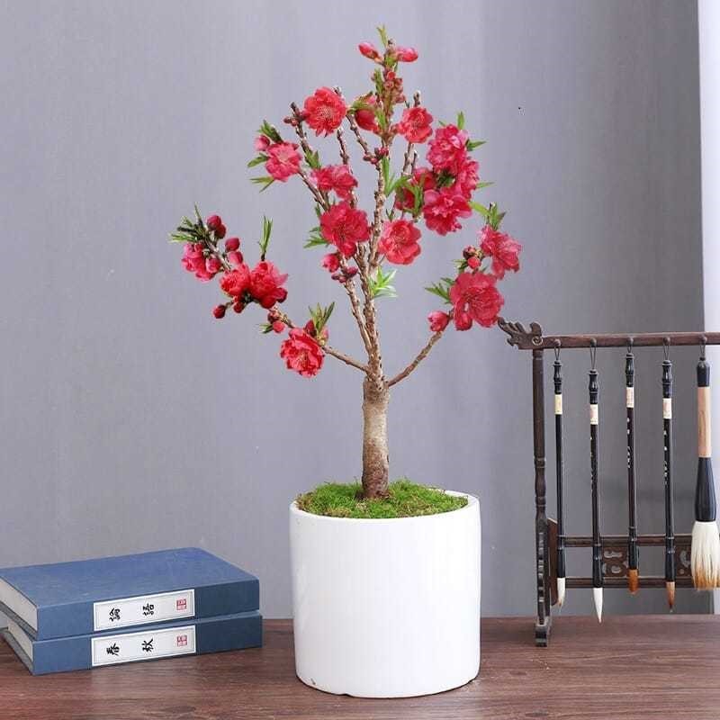 4년생 강한 모종 [직선형]