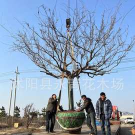 大规格树状紫藤树15到30公分紫藤树 百年古树紫藤树 基地实物图片