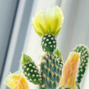 Yellow-haired palm rabbit-ear cactus succulent plants indoor Luzhou-flavor potted flowers green plants good breeding formaldehyde absorption manufacturers