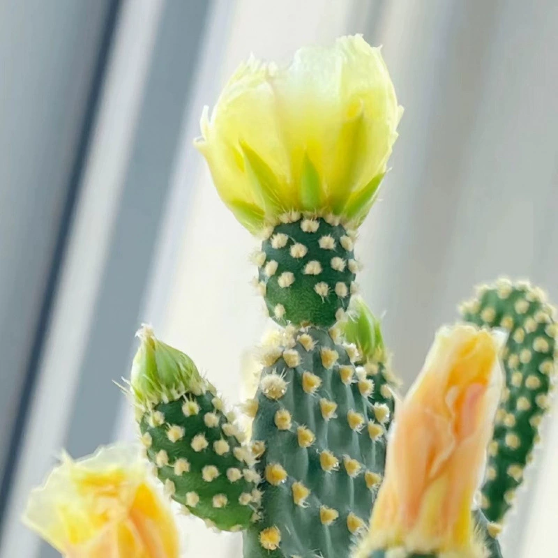 Желто-волосатый кролик с ушами кактуса суккулентные комнатные густые цветы в горшках