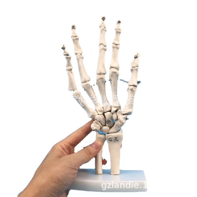 ���� �ֹؽ�ģ�� �ֹǳ߹Ǻ����ģ��������� ���ƹ���ģ��