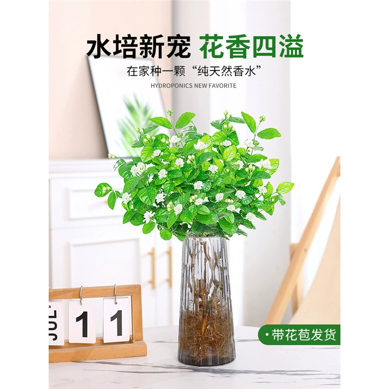 Жасмин гидропонные растения в горшках, гостиная, офисная столешница