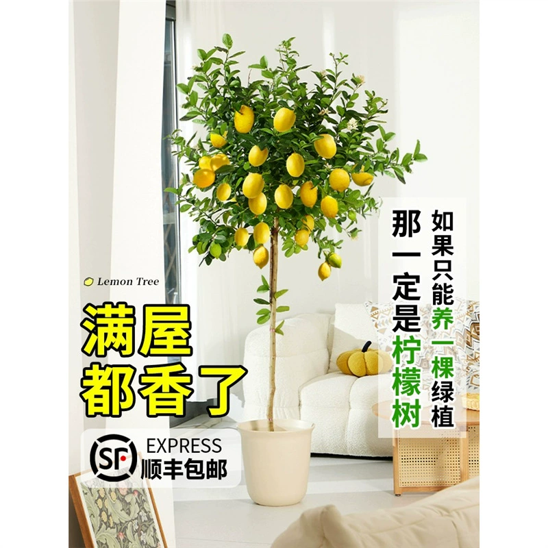Парфюмерное лимонное дерево в горшке, зеленое растение, большое комнатное растение для гостиной, напольное растение, балкон, легко поддерживать круглый год с фруктами и цветами.