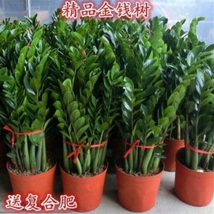 Money Tree Potted Plant Indoor Flower Living Room Evergreen All Year Round Easy to Grow Green Plant Desktop Decoration Plant Small Bonsai