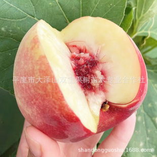 �t�ۼ޽�������Ʒ�N����ѩ�Ҙ���ɽ�|�������l�r�����ֱ������