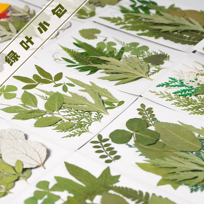Настоящий лист дерева образец растения оптом детский сад лист наклейка ручной работы сушеный цветок тиснение DIY портрет сушеный цветок Макияж