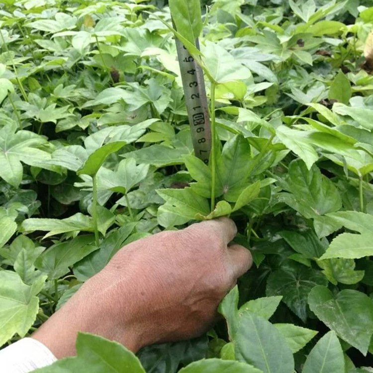 8832627378_263235629