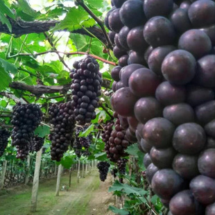 Grape Seedling Base, Dajufeng Grape Seedlings, Grape Seedlings Are Easy to Plant and Easy to Bear Fruit. Grape Seedlings Are Planted in the North and South