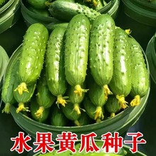 高产满地爬水果黄瓜种子四季摘不败翠王蔬菜旱老黄瓜种籽子大全