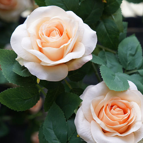 Artificial rose flower fake vine wedding background vine soft decoration wall hanging air conditioner pipe wrapping wall covering