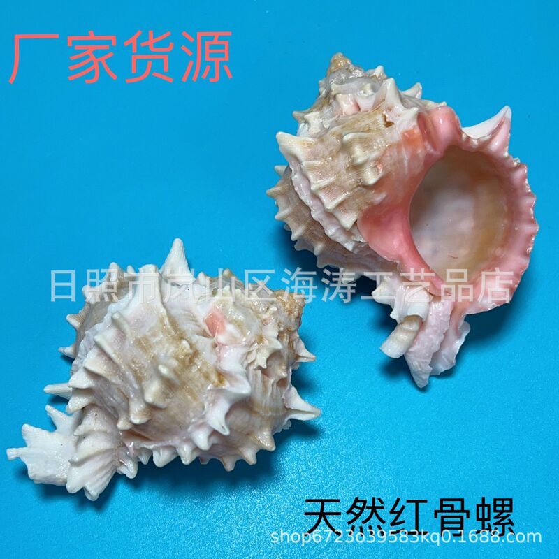 Natural Conch Shells for Hermit Crabs to Replace Shells, Red Bone Snails, Pink Snails, Aquarium Decoration Crafts Natural Conch Shells for Hermit Crabs to Replace Shells, Red Bone Snails, Pink Snails, Aquarium Decoration Crafts