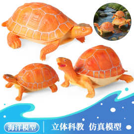 儿童仿真野生动物模型皖西黄缘白化龟乌龟陆龟鳄龟麝香龟玩具摆件