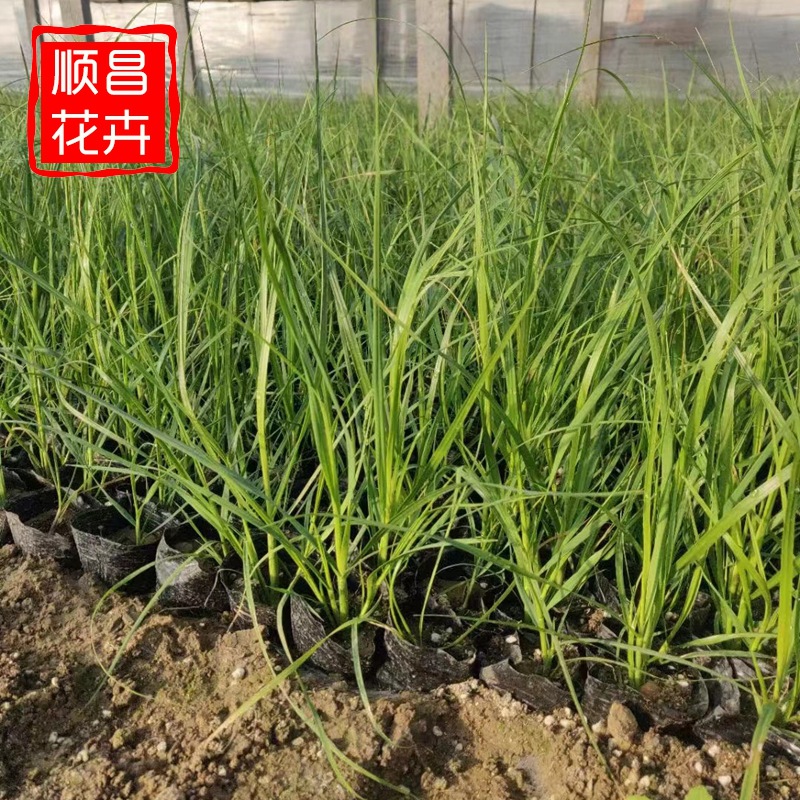 矮蒲苇 水生植物 花叶芦竹 芦苇草水生鸢尾水池绿化庭院水景观