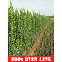 一件发货丛生北海道大叶黄杨树苗冬青工程绿化四季常青篱笆适用庭