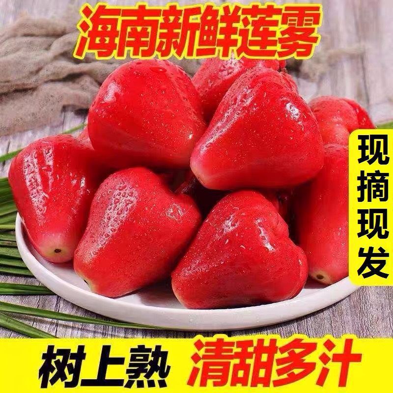 Wax apple Hainan Ruby Season fresh Tropical fruit Black Pearl Full container Sanya specialty Manufactor