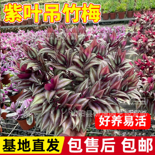 ���~����÷�����̨�ļ�����ͥԺ���_�m�ͮ����m�҃Ⱥ��B�ͻ�ֲ��