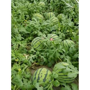 8424���뱡Ƥ���ϷN�����ش�߮a���������Ϸ�С�ļ��߲�ˮ���N��