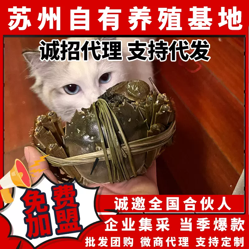 团购批发鲜活大闸蟹苏州核心产区直发招全国代理渠道门店加盟