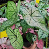 [Direct supply of the base] Observation plant green plant potted home flower potted flowers 100#color leaf taro