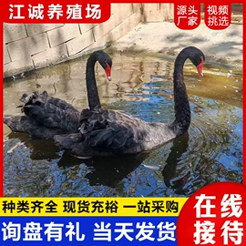 特种兽畜;其他装饰摆件;特种珍禽